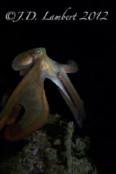 I did my first night dive with a camera this evening. I w... by Joseph Lambert 